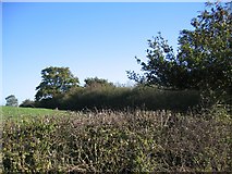 SJ4058 : Field boundary hedges by John S Turner
