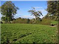 Field hedge and Ash tree