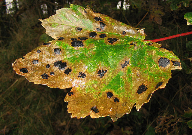 An example of the fungus, Black Spot.