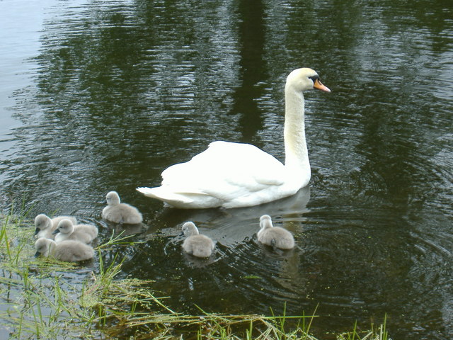 Swan and cygnets at  Gordon Castle Lake