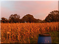 Pheasant feeder and maize, New Zealand