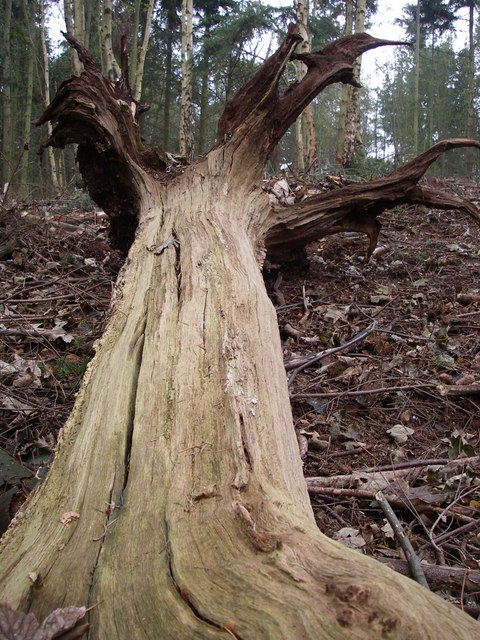 Arger Fen - retained deadwood