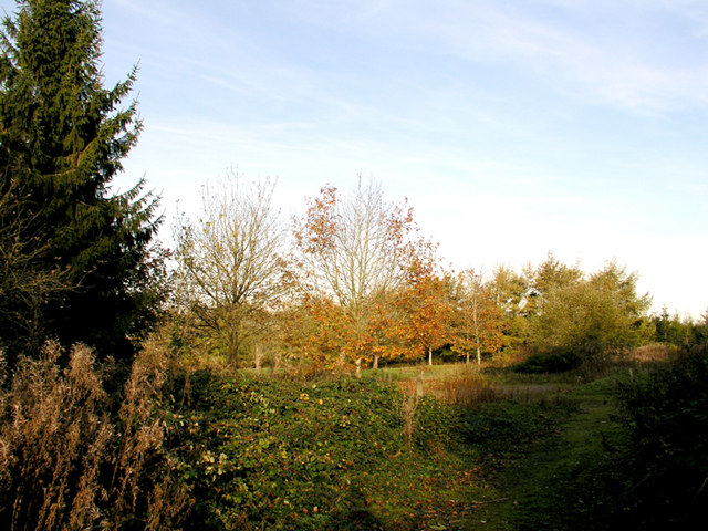 Tair Onen woodland