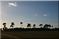 Treeline silhouette