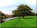 Oak Tree on the Banks of the Tees