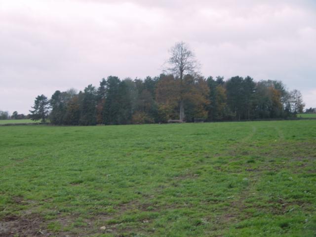 Woodland near Culkerton