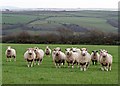 Inquisitive Sheep