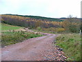 Track to Forestry Plantation