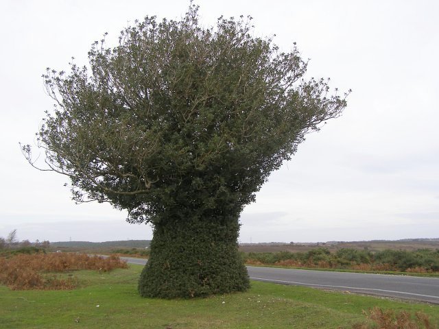Naturally sculpted holly tree, Godshill Ridge, New Forest