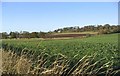 Agricultural land near High Letham