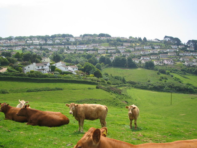 Cows in Salcombe