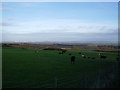 Cattle grazing Daisy Hill near Sacriston