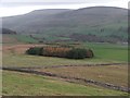 Small Plantation near Wildgath End.