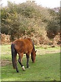 SU2804 : Pony grazing on the path through Fletchers Thorns, New Forest by Jim Champion