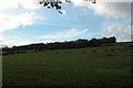 Horses grazing on Catherington Down