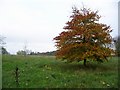 Young beech tree