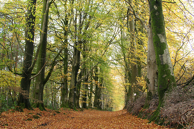 Pitminster: bridleway to Blagdon Hill © Martin Bodman cc-by-sa/2.0 ...