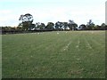 Field Near Calf Heath