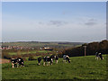 Cattle above Marlborough