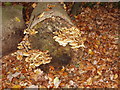 Sulphur Tuft fungus in Burnham Beeches