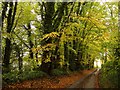 Pickaxe Lane, South Warnborough