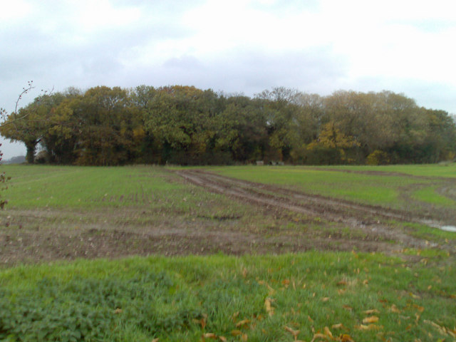 Copse of trees and open farmland