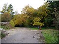 Autumn colours at Upping Copse