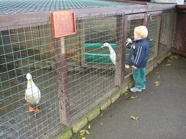 White ducks at Ponderosa, Norristhorpe, Liversedge