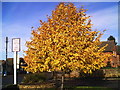 Autumn tinted tree