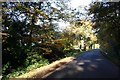 Autumnal scene on Southern Lane