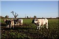 Cattle at Stapleford