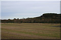 Looking towards Hillhead Wood.