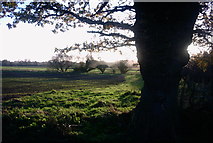 SJ9230 : Fields, Hedges and Trees by Stephen Pearce