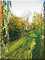 The River Crane Cranborne Dorset