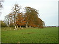 Small Wood Near Park Farm