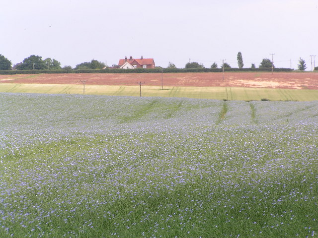 Field of Flax