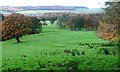 Looking North From the Forest to Guisborough