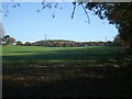 Grazing land rising towards Westcroft