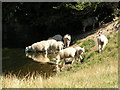 Sheep drinking from the River Wylye