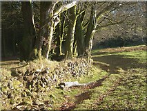 SX7280 : Edge of Heathercombe woods by Derek Harper