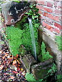 Cattle well overflow at the Old Stables, Welton