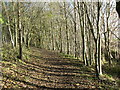 Beside Lochty Burn