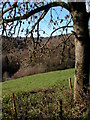 Pickethill Wood viewed from above Rodmore Mill