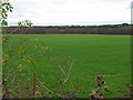 Station Road fields, Delamere