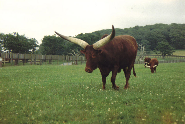 Ankole cattle at Longleat Safari Park