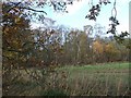 Trickley Coppice from Coppice Lane