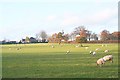 Pasture near Moorcroft Farm