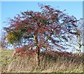 Hawthorn and Mistletoe, Hope End