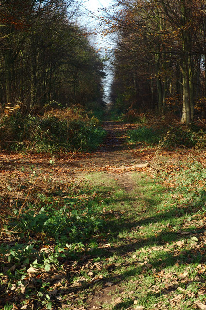 Heath Wood (2) © Phil Myott cc-by-sa/2.0 :: Geograph Britain and Ireland