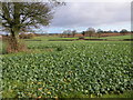 Field of turnips, St Briavels